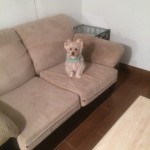 Kent-Sofa-Pet-Stain-Cleaning